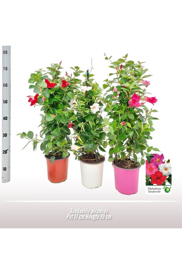 Dipladenia piramide wit S