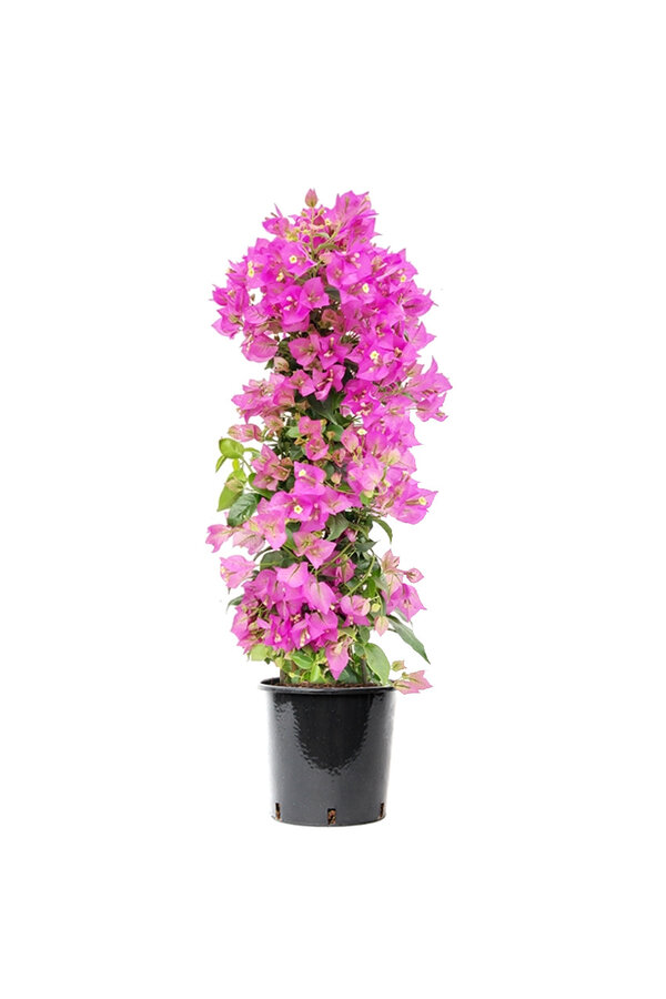Bougainvillea  piramide