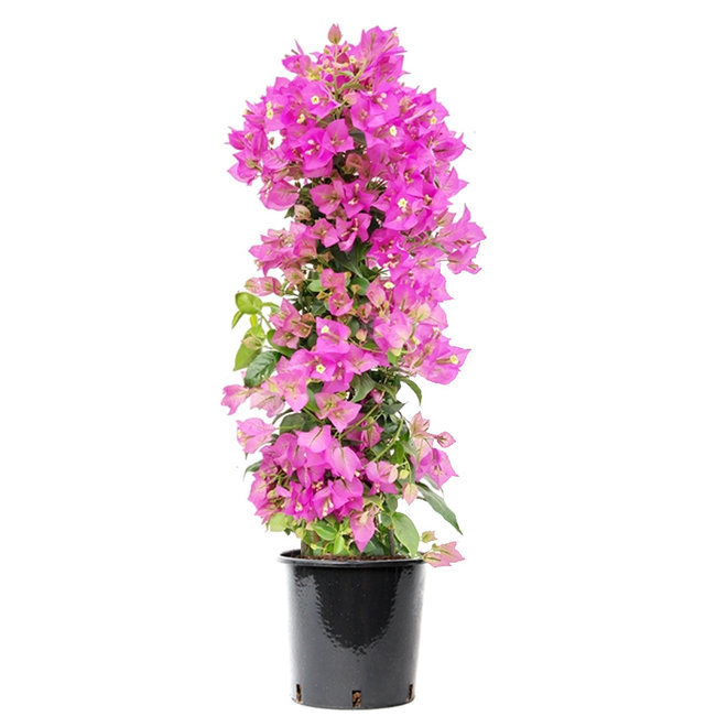 Bougainvillea  piramide