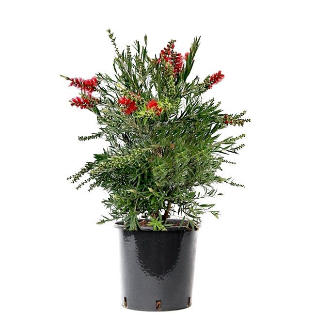 Callistemon Lampenpoetser struik M