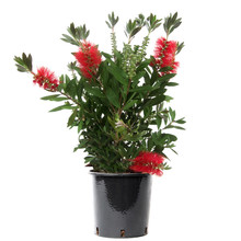 Callistemon