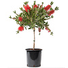 Callistemon Lampepoetser op stam S