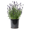 Lavendel Lavandula Angustifolia