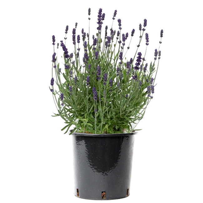 Lavendel Lavandula Angustifolia