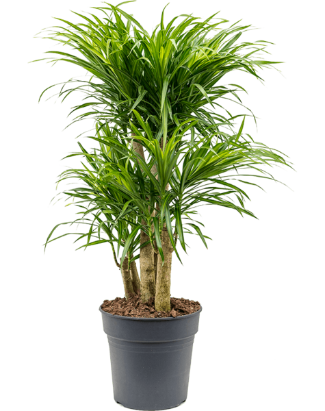 Dracaena