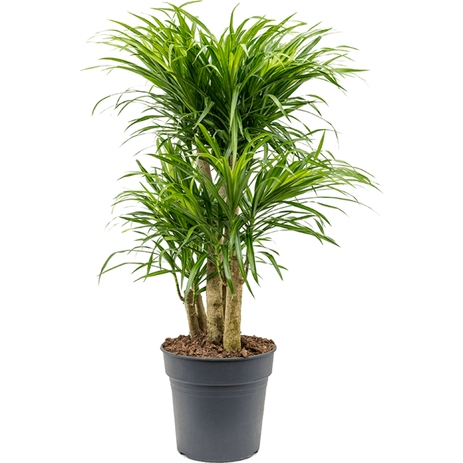 Dracaena Anita Variegata