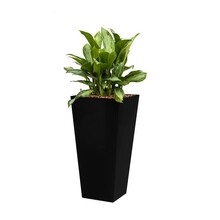 Hydroplant Aglaonema