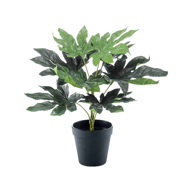 Fatsia Kunstplant