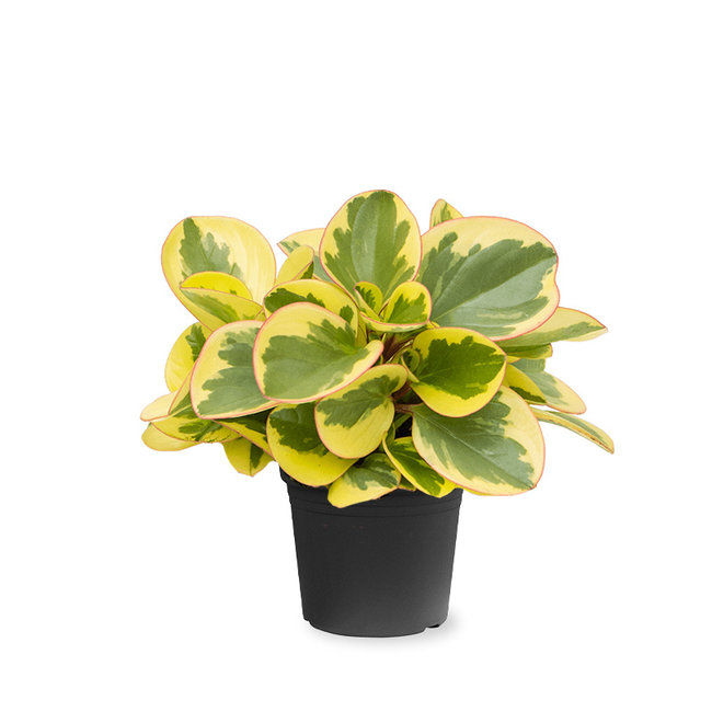 Peperomia obtusifolia 'Obtipan Bicolor'