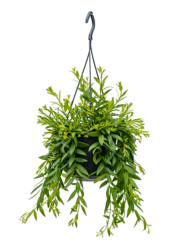 Aeschynanthus Japhrolepis