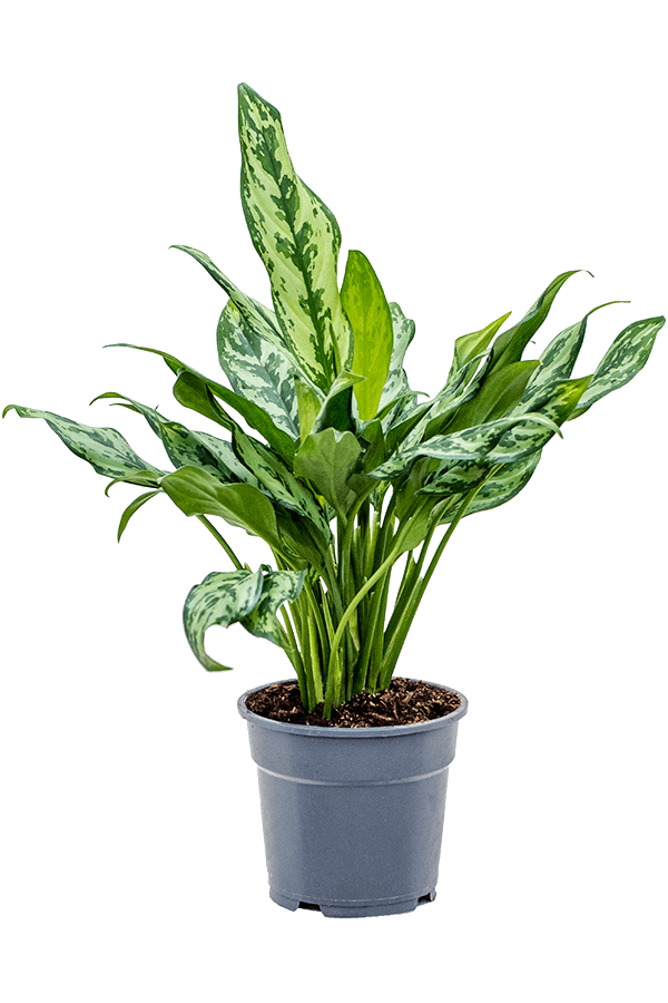 Aglaonema Miss Julliete