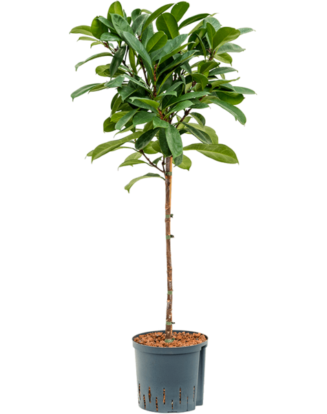 Hydroplant Ficus