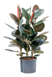 Hydroplant Ficus Elastica Abidjan