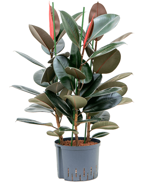 Hydroplant Ficus