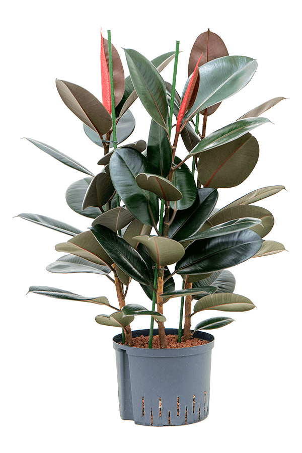 Hydroplant Ficus Elastica Abidjan