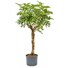 Hydroplant Schefflera