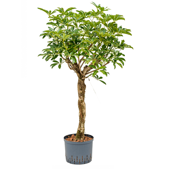 Hydroplant Schefflera Arboricola Compacta