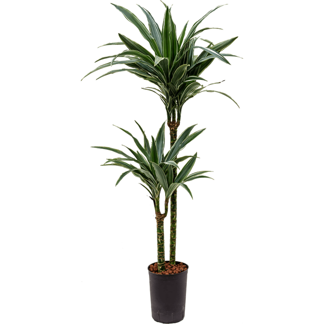 Hydroplant Dracaena Deremensis Warneckei