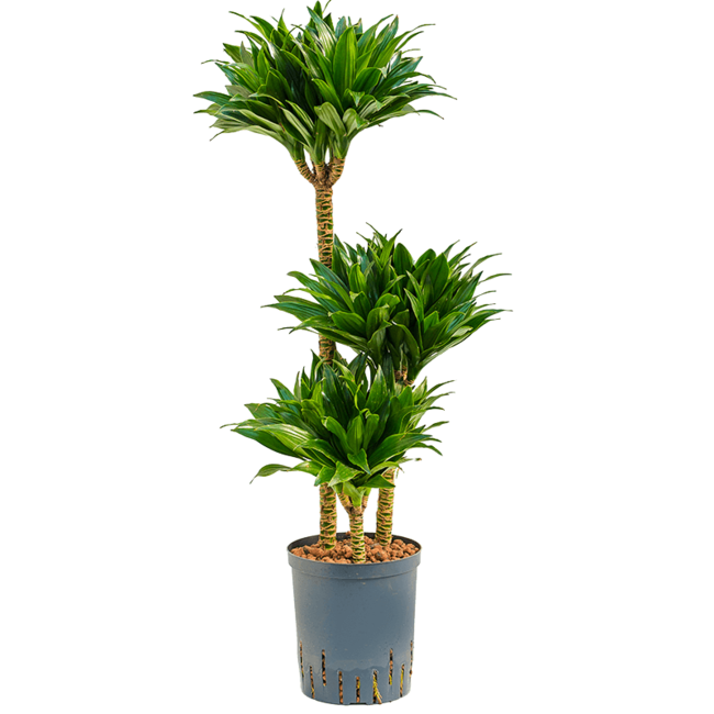 Hydroplant Dracaena Fragrans Compacta