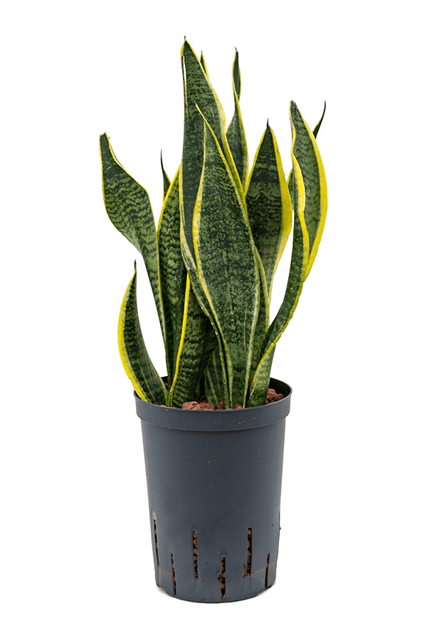 Hydroplant Sansevieria Trifasciata Futura Superba