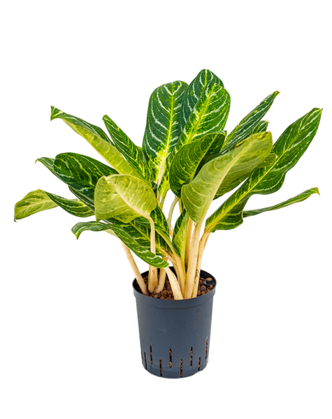 Hydroplant Aglaonema