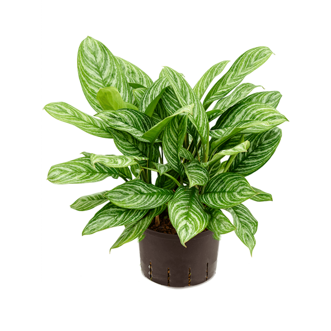 Hydroplant Aglaonema Stripes