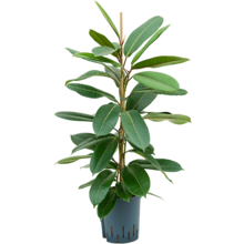 Hydroplant Ficus Americana Tresor