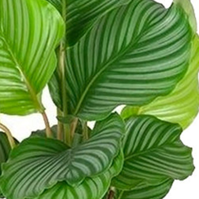 Calathea Orbifolia