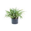 Hydroplant Dracaena Deremensis White Stripe