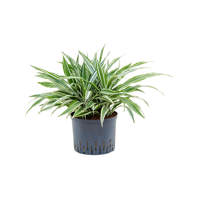 Hydroplant Dracaena Deremensis White Stripe