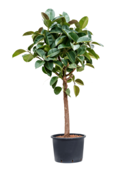 Hydroplant Ficus Elastica Robusta