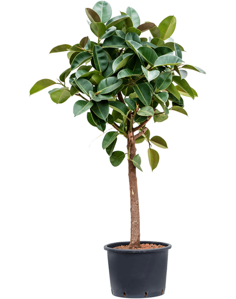 Hydroplant Ficus