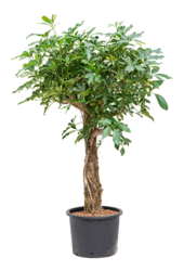 Hydroplant Schefflera Arboricola Compacta