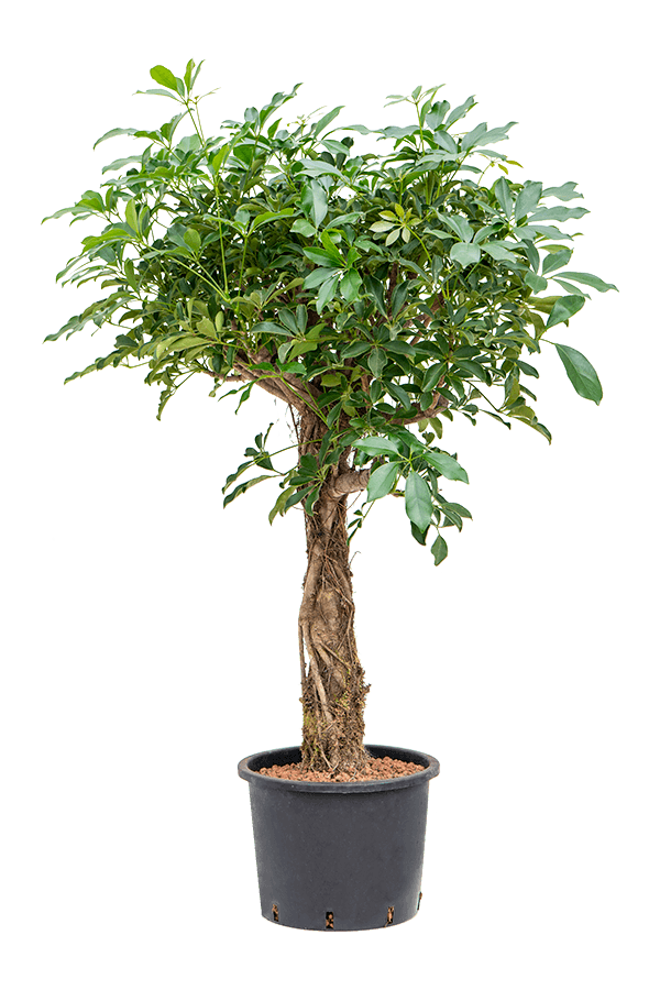 Hydroplant Schefflera Arboricola Compacta