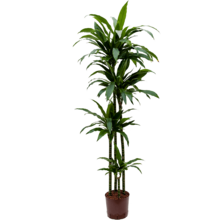 Hydroplant Dracaena