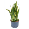 Hydroplant Sansevieria Trifasciata Laurentii