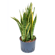 Hydroplant Sansevieria