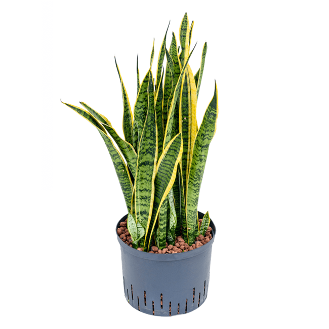 Hydroplant Sansevieria Trifasciata Laurentii