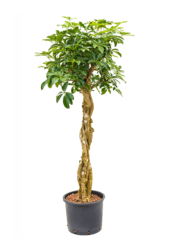 Hydroplant Schefflera Arboricola Compacta