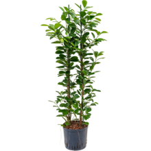 Hydroplant Ficus