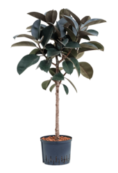 Hydroplant Ficus Elastica Abidjan
