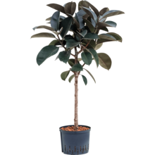 Hydroplant Ficus