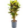 Hydroplant Croton (Codiaeum) Variegatum Mrs. Iceton