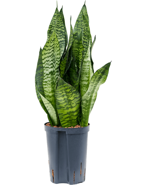 Hydroplant Sansevieria