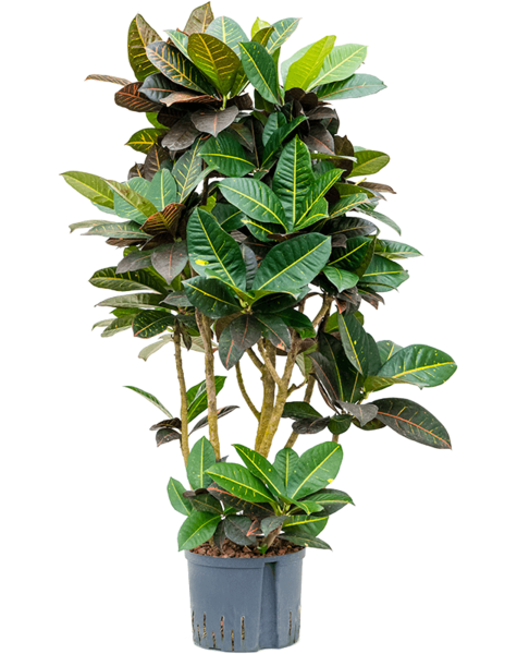 Hydroplant Croton