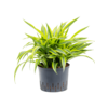 Hydroplant Dracaena Fragrans Lemon Lime