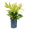 Hydroplant Pleomele (Dracaena) Reflexa Song Of Sri Lanka
