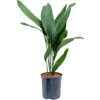 Hydroplant Aspidistra Elatior