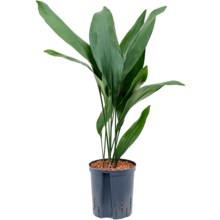 Hydroplant Aspidistra