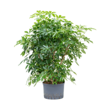 Hydroplant Schefflera